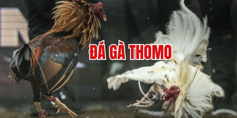 Đá Gà Thomo